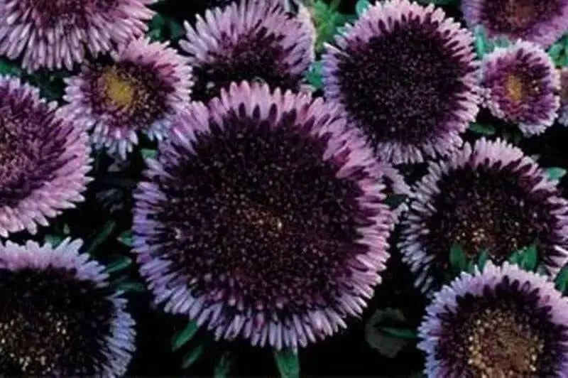 AsterFlowers Seeds,Pompon Blue Moon -Tall Pompon - Caribbean garden seed