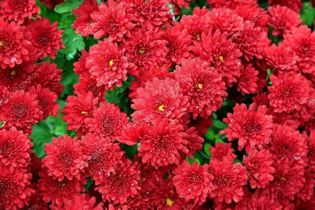 Aster Flowers Seed, Tall Paeony Duchess Scarlet, - Caribbean garden seed