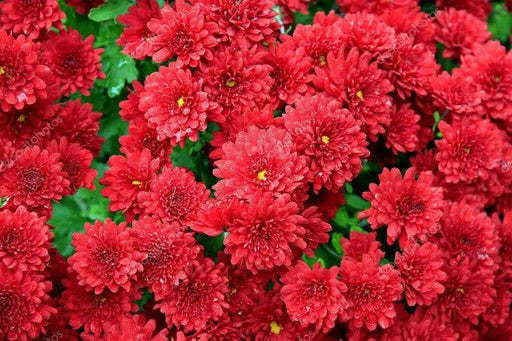 Aster Flowers Seed, Tall Paeony Duchess Scarlet, - Caribbean garden seed
