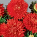 Aster Flowers Seed, Tall Paeony Duchess Scarlet, - Caribbean garden seed