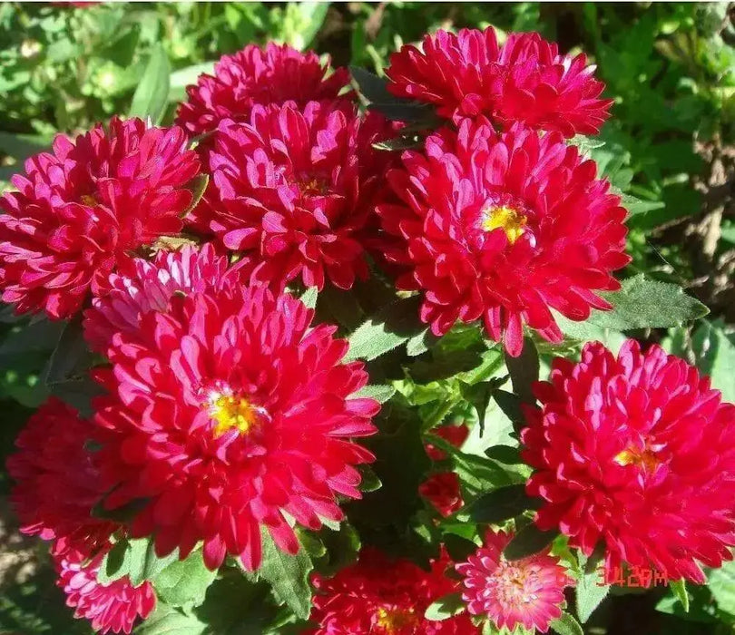 Aster Flowers Seed, Tall Paeony Duchess Scarlet, - Caribbean garden seed