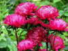 Aster Flowers Seed, Tall Paeony Duchess Scarlet, - Caribbean garden seed