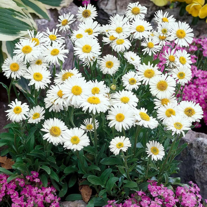 Aster Flowers Seeds, White  Aster Alpinus - Caribbean garden seed