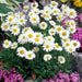 Aster Flowers Seeds, White  Aster Alpinus - Caribbean garden seed