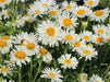Aster Flowers Seeds, White  Aster Alpinus - Caribbean garden seed