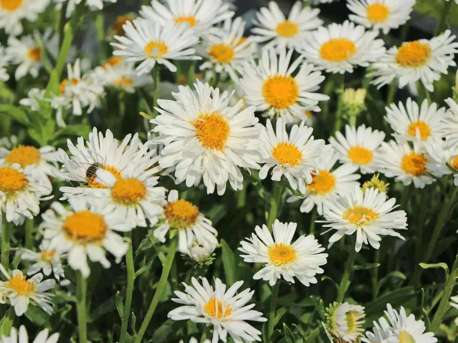 Aster Flowers Seeds, White  Aster Alpinus - Caribbean garden seed