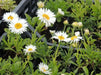 Aster Flowers Seeds, White  Aster Alpinus - Caribbean garden seed