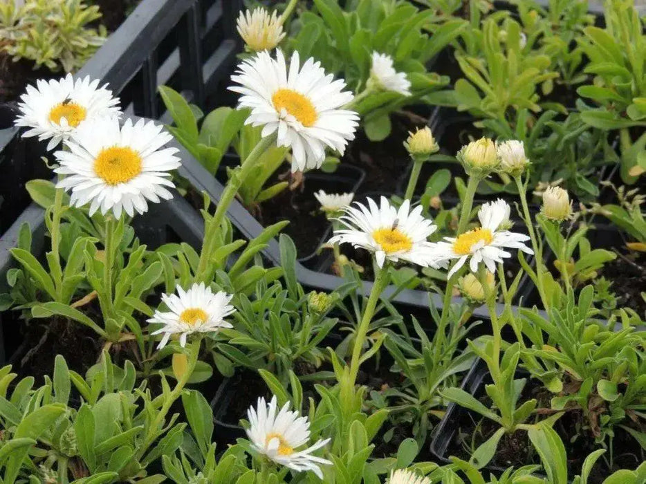 Aster Flowers Seeds, White  Aster Alpinus - Caribbean garden seed