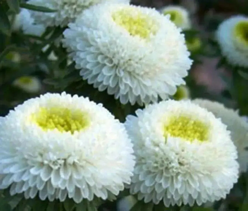 Aster flowers seed (Callistephus Tall Pompon White) - Caribbean garden seed