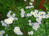 Aster Flowers Seeds, White  Aster Alpinus - Caribbean garden seed