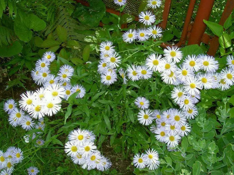 Aster Flowers Seeds, White  Aster Alpinus - Caribbean garden seed