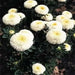 Aster flowers seed (Callistephus Tall Pompon White) - Caribbean garden seed