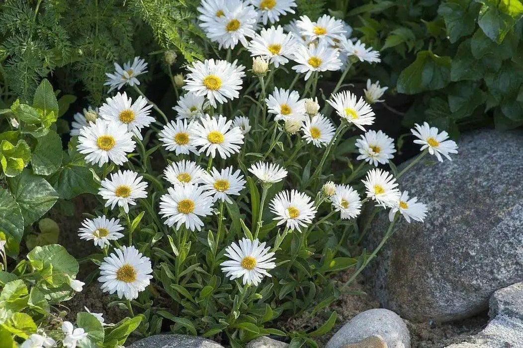 Aster Flowers Seeds, White  Aster Alpinus - Caribbean garden seed