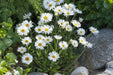 Aster Flowers Seeds, White  Aster Alpinus - Caribbean garden seed
