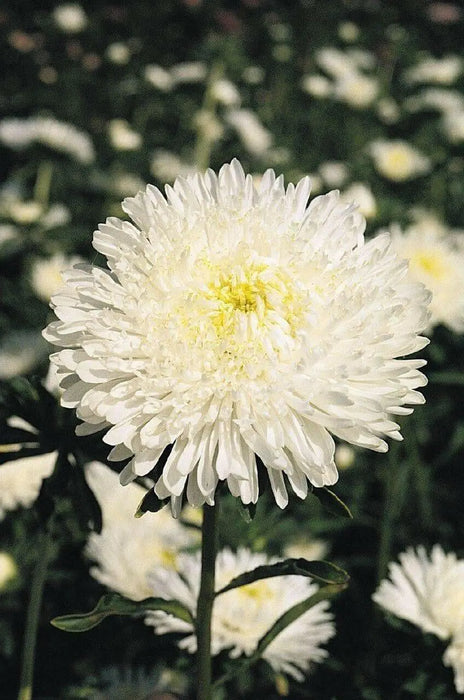 Aster flowers seed (Callistephus Tall Pompon White) - Caribbean garden seed