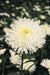Aster flowers seed (Callistephus Tall Pompon White) - Caribbean garden seed