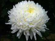 Aster flowers seed (Callistephus Tall Pompon White) - Caribbean garden seed