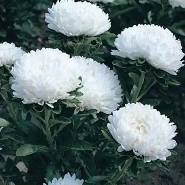 Aster flowers seed (Callistephus Tall Pompon White) - Caribbean garden seed