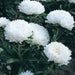 Aster flowers seed (Callistephus Tall Pompon White) - Caribbean garden seed