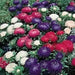 Aster Flowers Seed, - Milady Mix ,double blooms - Caribbean garden seed