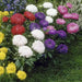 Aster Flowers Seed, - Milady Mix ,double blooms - Caribbean garden seed