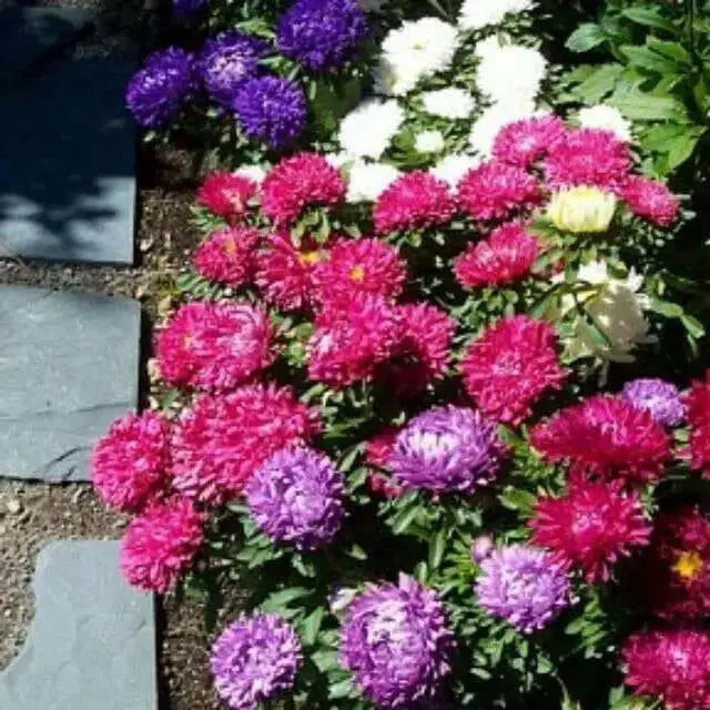 Aster Flowers Seed, - Milady Mix ,double blooms - Caribbean garden seed