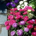 Aster Flowers Seed, - Milady Mix ,double blooms - Caribbean garden seed