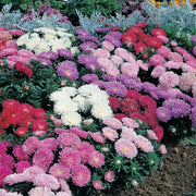 Aster Flowers Seed, - Milady Mix ,double blooms - Caribbean garden seed