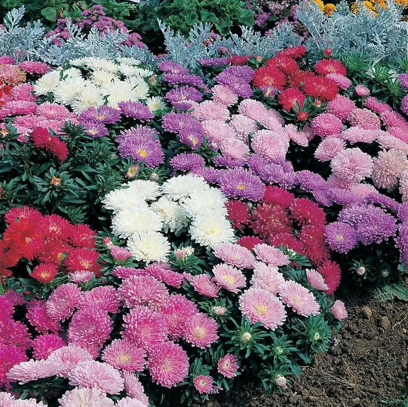 Aster Flowers Seed, - Milady Mix ,double blooms - Caribbean garden seed