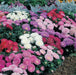 Aster Flowers Seed, - Milady Mix ,double blooms - Caribbean garden seed