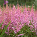 Astilbe ‘Amethyst'" (BareRoots) Perennial - Caribbean garden seed