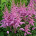Astilbe ‘Amethyst'" (BareRoots) Perennial - Caribbean garden seed