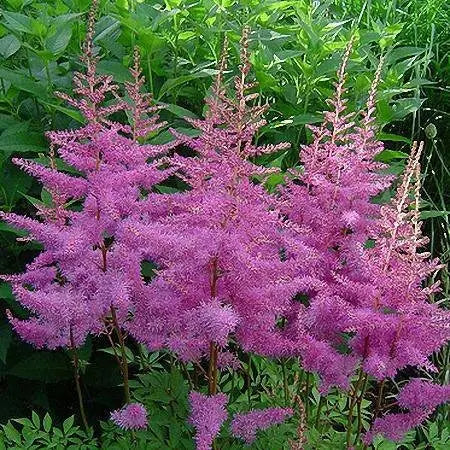 Astilbe ‘Amethyst'" (BareRoots) Perennial - Caribbean garden seed