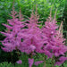 Astilbe ‘Amethyst'" (BareRoots) Perennial - Caribbean garden seed
