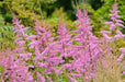 Astilbe ‘Amethyst'" (BareRoots) Perennial - Caribbean garden seed