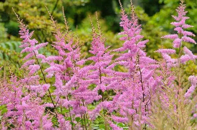 Astilbe ‘Amethyst'" (BareRoots) Perennial - Caribbean garden seed