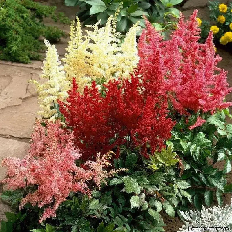 Astilbe Mixed Color (BareRoots) summer Perennial - Caribbean garden seed