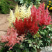 Astilbe Mixed Color (BareRoots) summer Perennial - Caribbean garden seed