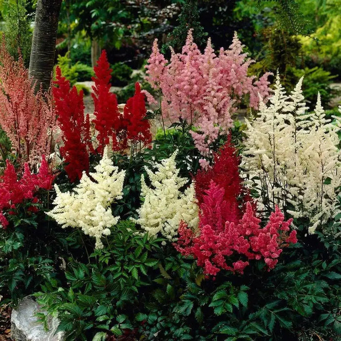Astilbe Mixed Color (BareRoots) summer Perennial - Caribbean garden seed