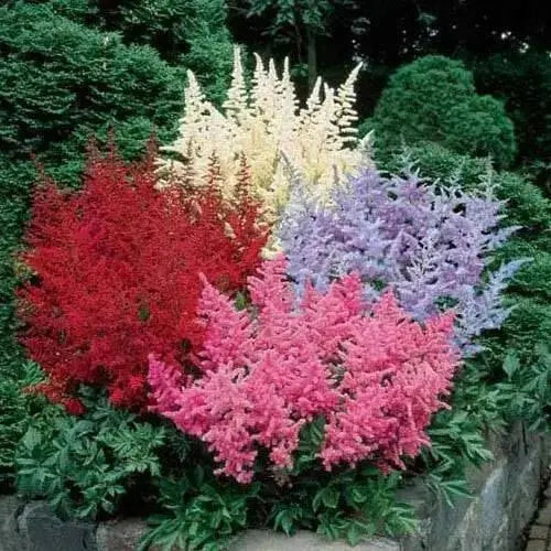 Astilbe Mixed Color (BareRoots) summer Perennial - Caribbean garden seed