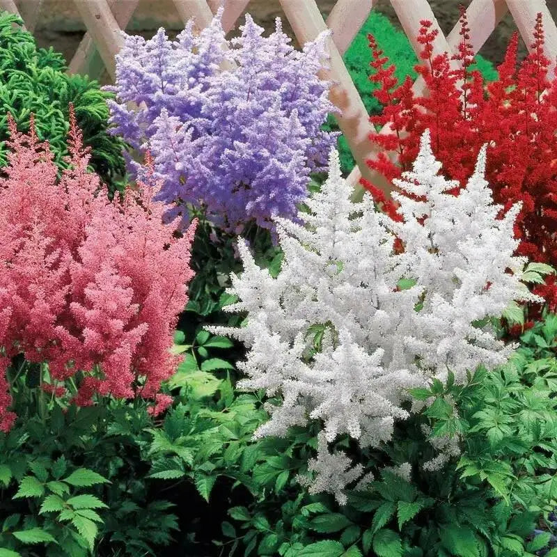 Astilbe Mixed Color (BareRoots) summer Perennial - Caribbean garden seed