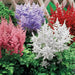 Astilbe Mixed Color (BareRoots) summer Perennial - Caribbean garden seed