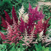 Astilbe Mixed Color (BareRoots) summer Perennial - Caribbean garden seed