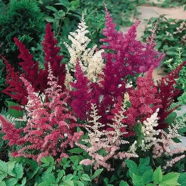 Astilbe Mixed Color (BareRoots) summer Perennial - Caribbean garden seed