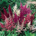 Astilbe Mixed Color (BareRoots) summer Perennial - Caribbean garden seed