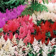 Astilbe Flowers Seed Mix ,Astilbe Arendsii Bunter - Caribbean garden seed