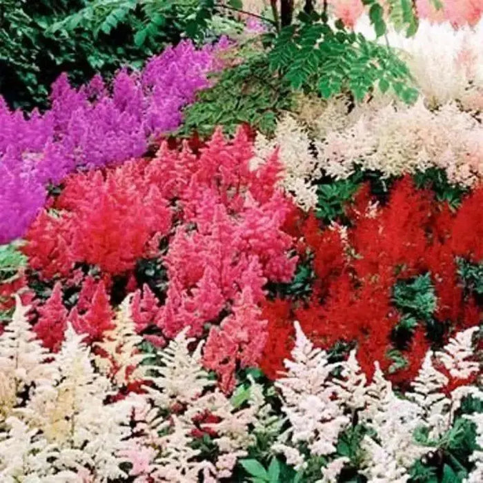Astilbe Flowers Seed Mix ,Astilbe Arendsii Bunter - Caribbean garden seed