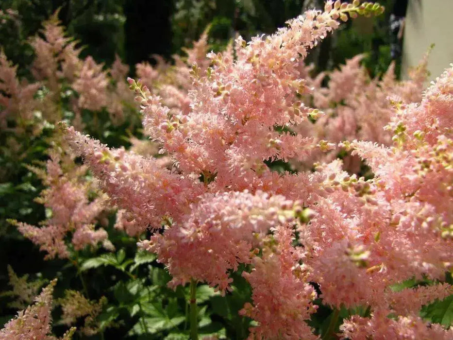 Astilbe 'Peach Blossom'" (BareRoots) Perennial - Caribbean garden seed