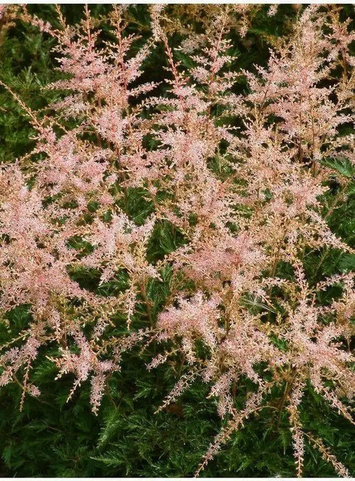 Astilbe 'Peach Blossom'" (BareRoots) Perennial - Caribbean garden seed