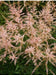 Astilbe 'Peach Blossom'" (BareRoots) Perennial - Caribbean garden seed